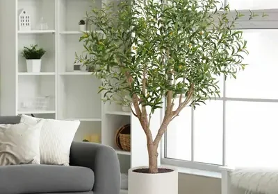 Free ad: free ads Artificial 8ft Olive Tree in Planter - Costco Deal in United Kingdom. free ads Artificial 8ft Olive Tree in Planter - Costco Deal in United Kingdom