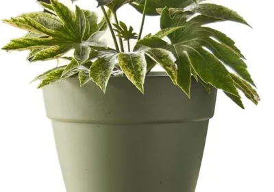 free ads Northcote Leonard Self-Watering Pot 20x18cm Green Best Deal in New Zealand