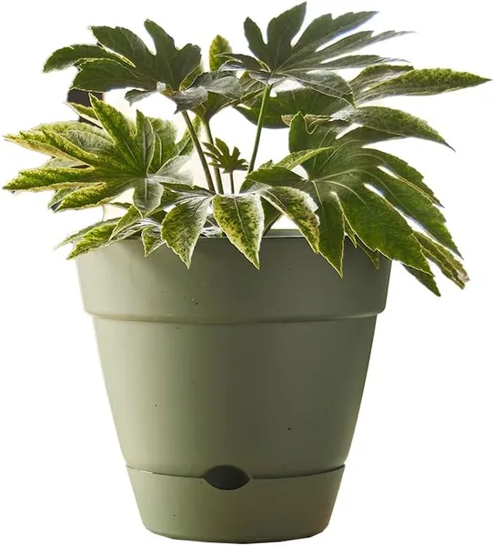 free ads Northcote Leonard Self-Watering Pot 20x18cm Green Best Deal
