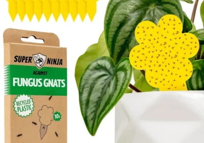 Free ad: free ads Super Ninja Fungus Gnat Killer - 10 Pack Best Deal in Australia. free ads Super Ninja Fungus Gnat Killer - 10 Pack Best Deal in Australia