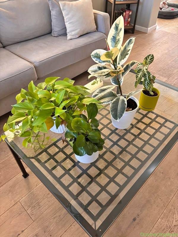 Free Amazing Plants