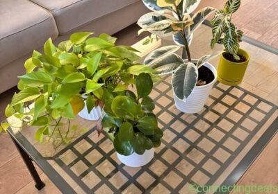 Free Amazing Plants in Los Angeles