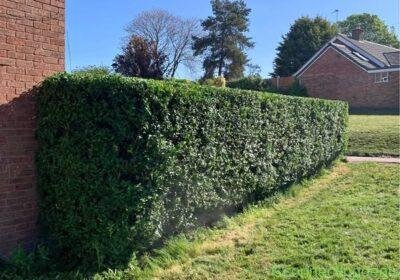 Hedge cutting/Tree/Garden work for sale in Birmingham