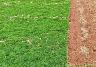 Free ad: Natural Grass for Gardening in Hyderabad. Natural Grass for Gardening in Hyderabad