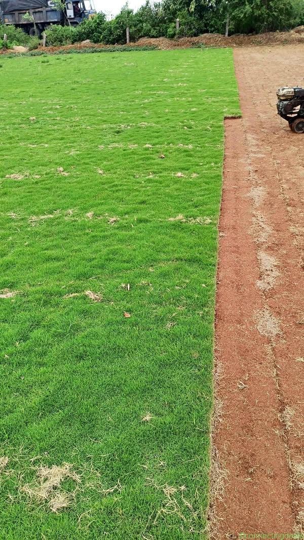Natural Grass for Gardening