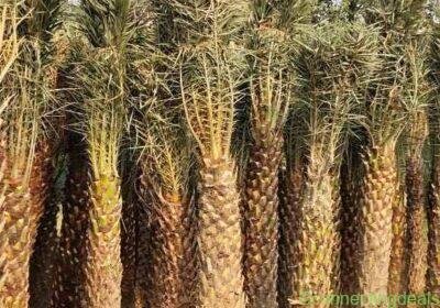 Free ad: Premium Landscaping Plants Available in Delhi. Premium Landscaping Plants Available in Delhi