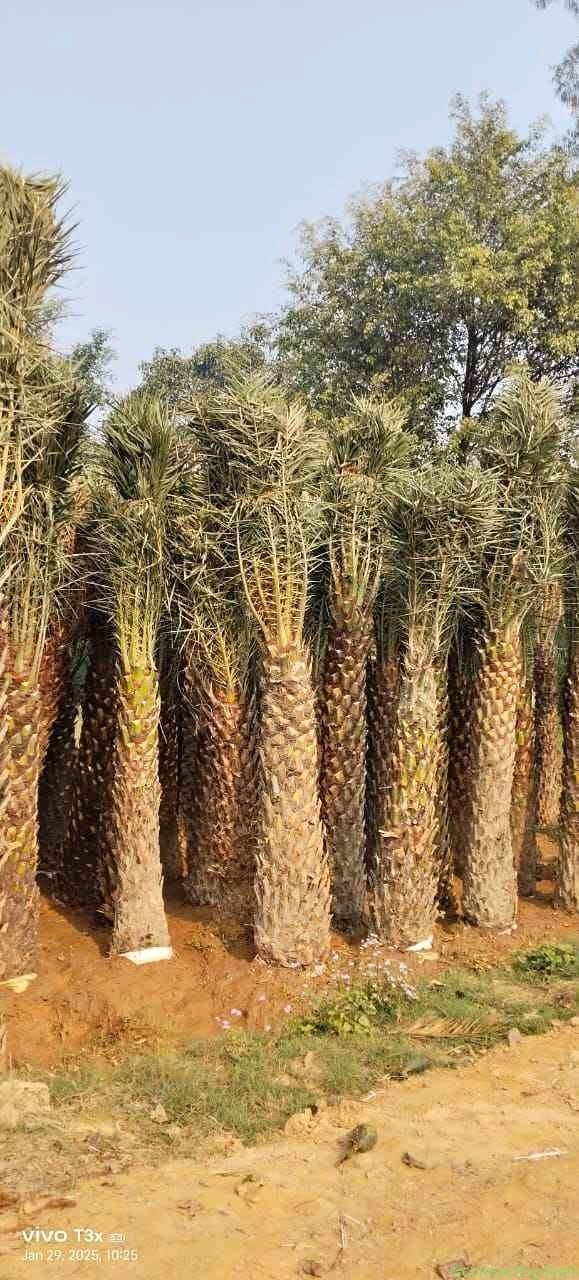 Premium Landscaping Plants Available