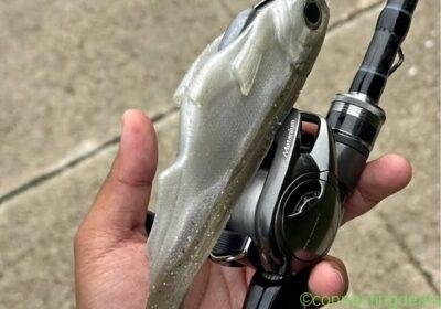 Shimano Metanium bait casting combo in Miami