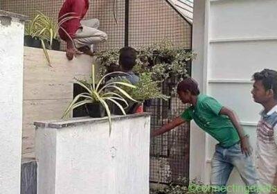 Vertical gardens in Hyderabad