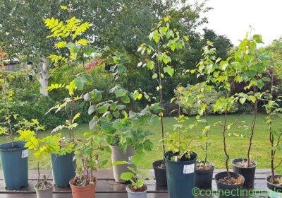 Woodland Saplings in Glasgow