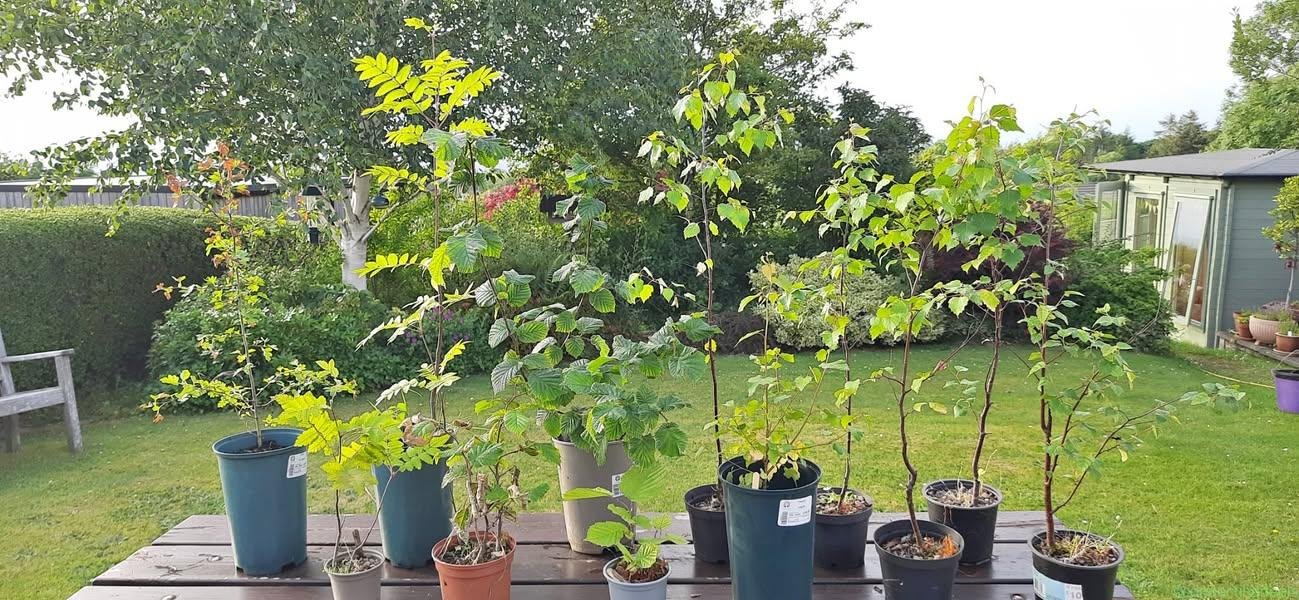 Woodland Saplings