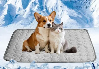 Free ad: Bwaliffury Alfombrilla Refrigerante per Animali Domestici, 100 x 75 cm, Best Deal in Italy. Bwaliffury Alfombrilla Refrigerante per Animali Domestici, 100 x 75 cm, Best Deal in Italy