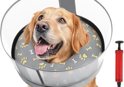 Free ad: Collar de Recuperación para Perros, Collar Isabelino con Pantalla Retráctil y Inflable, Mejor Oferta in Mexico. Collar de Recuperación para Perros, Collar Isabelino con Pantalla Retráctil y Inflable, Mejor Oferta in Mexico