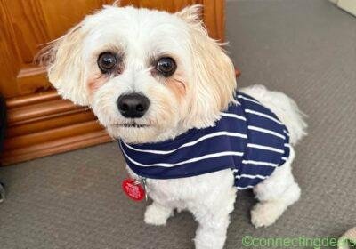 Dog anxiety jacket in Auckland