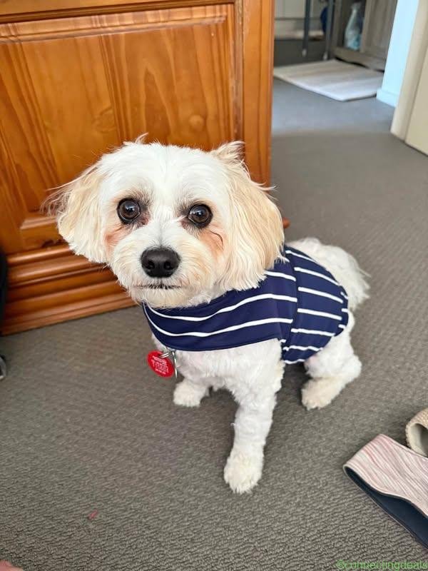 Dog anxiety jacket