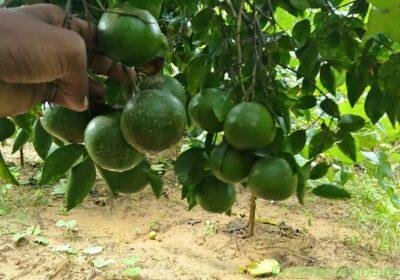 किसी भाई को मौसमी, किन्नू बेचने हो तो मैसेज करे in Delhi