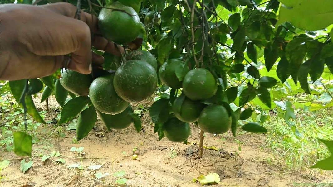 किसी भाई को मौसमी, किन्नू बेचने हो तो मैसेज करे