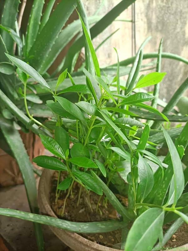 Jamun tree for sell