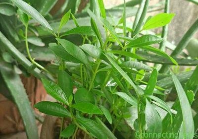 Jamun tree for sell in Mumbai