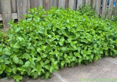 Mint (Desi Pudina) in Toronto