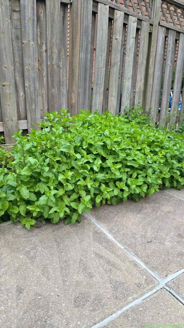 Mint (Desi Pudina)