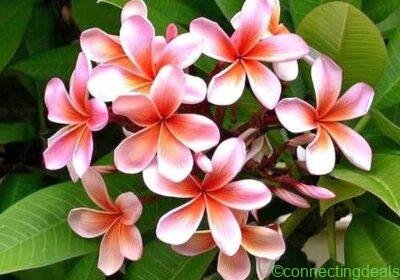 Plumeria rubra in Chennai