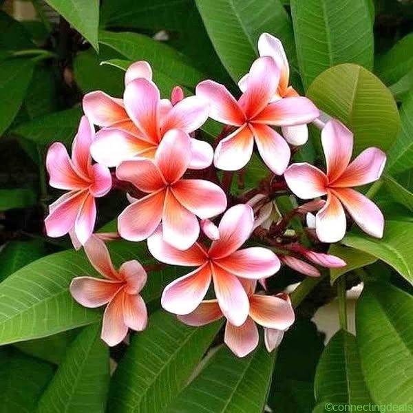 Plumeria rubra