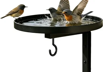 Free ad: Wall-Mounted Metal Bird Bath Basin with Hanging Hook Best Deal in United Kingdom. Wall-Mounted Metal Bird Bath Basin with Hanging Hook Best Deal in United Kingdom