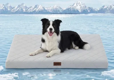 Free ad: ZOMISIA Cooling Dog Bed 36% Off in United States. ZOMISIA Cooling Dog Bed 36% Off in United States
