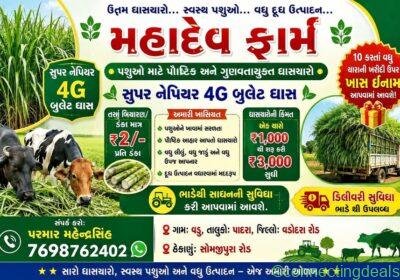 2026 H H 00000000006 in Vadodara