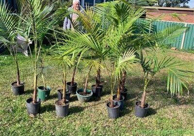 Alexander Palms in Sydney