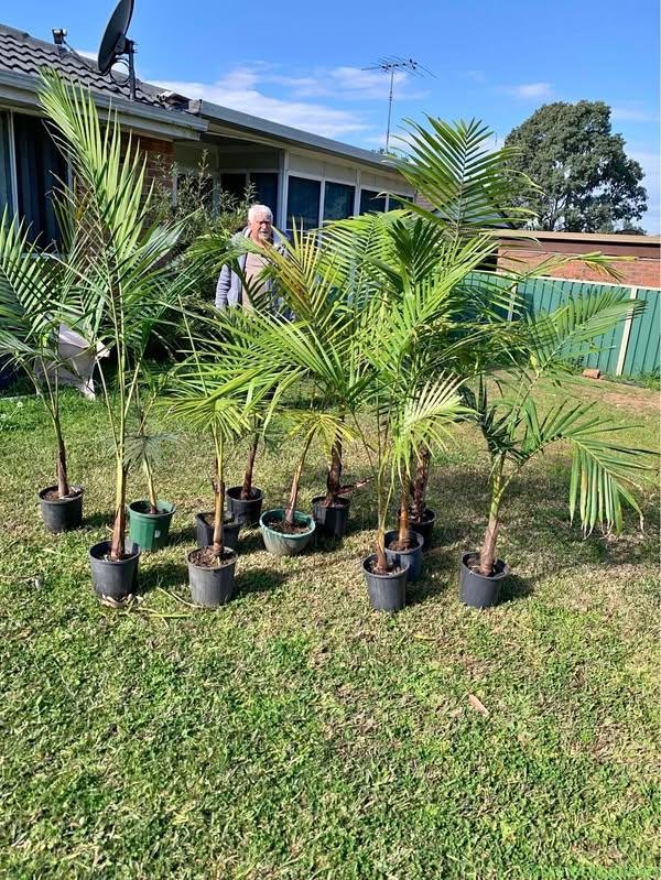 Alexander Palms