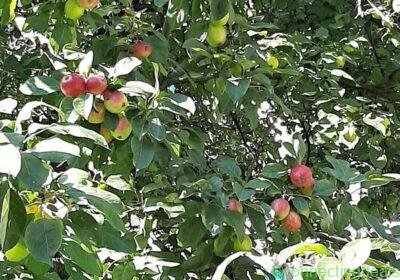 Apples in Edmonton