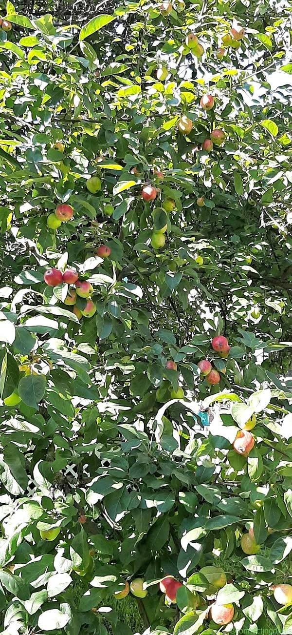 Apples