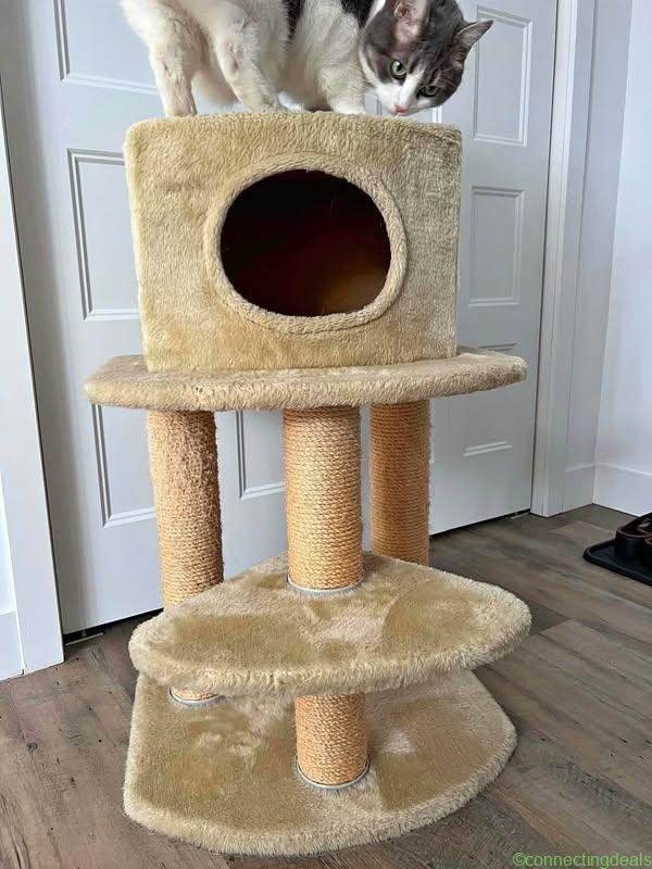 Arbre à chat