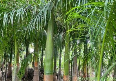 Bottle palm in Delhi