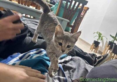 Free ad: BUSCO UN HOGAR in Córdoba. BUSCO UN HOGAR in Córdoba