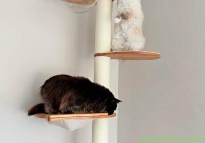 Free ad: Cat tree in Los Angeles. Cat tree in Los Angeles