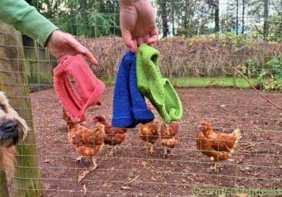 Free ad: Chicken jumpers in Melbourne. Chicken jumpers in Melbourne