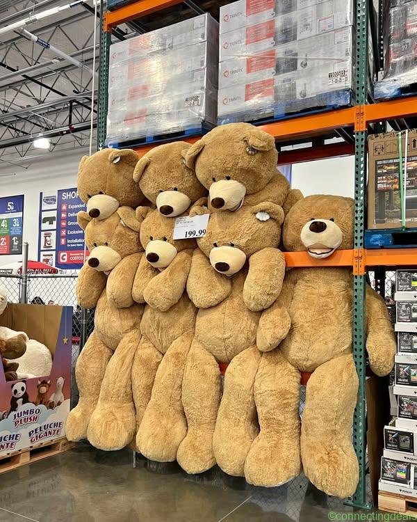 Costco Bear