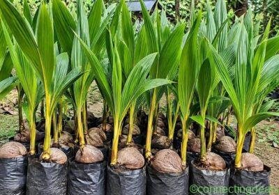 Free ad: গঙ্গা বর্ধন নারকেল চারা 🌴 in Kolkata. গঙ্গা বর্ধন নারকেল চারা 🌴 in Kolkata