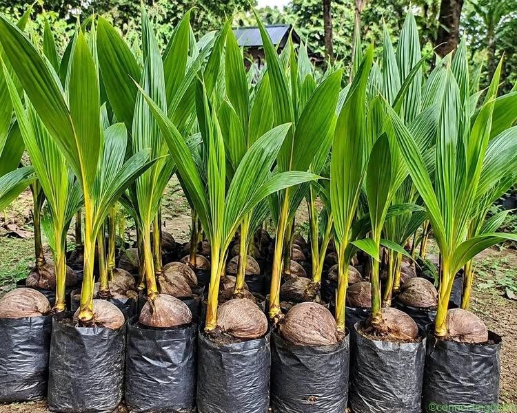 গঙ্গা বর্ধন নারকেল চারা 🌴