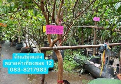 Free ad: ต้นเสม็ดแดง/สูง 3.5-4 เมตร in Chiang Mai. ต้นเสม็ดแดง/สูง 3.5-4 เมตร in Chiang Mai