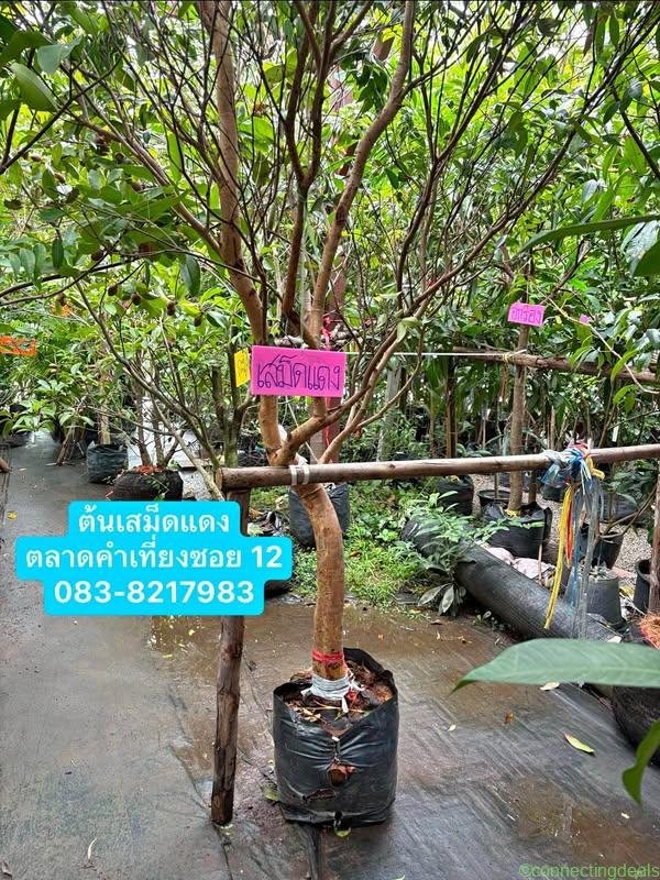 ต้นเสม็ดแดง/สูง 3.5-4 เมตร