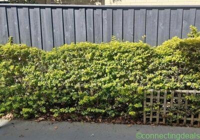 Free ad: Established hedges FREE in Sydney. Established hedges FREE in Sydney