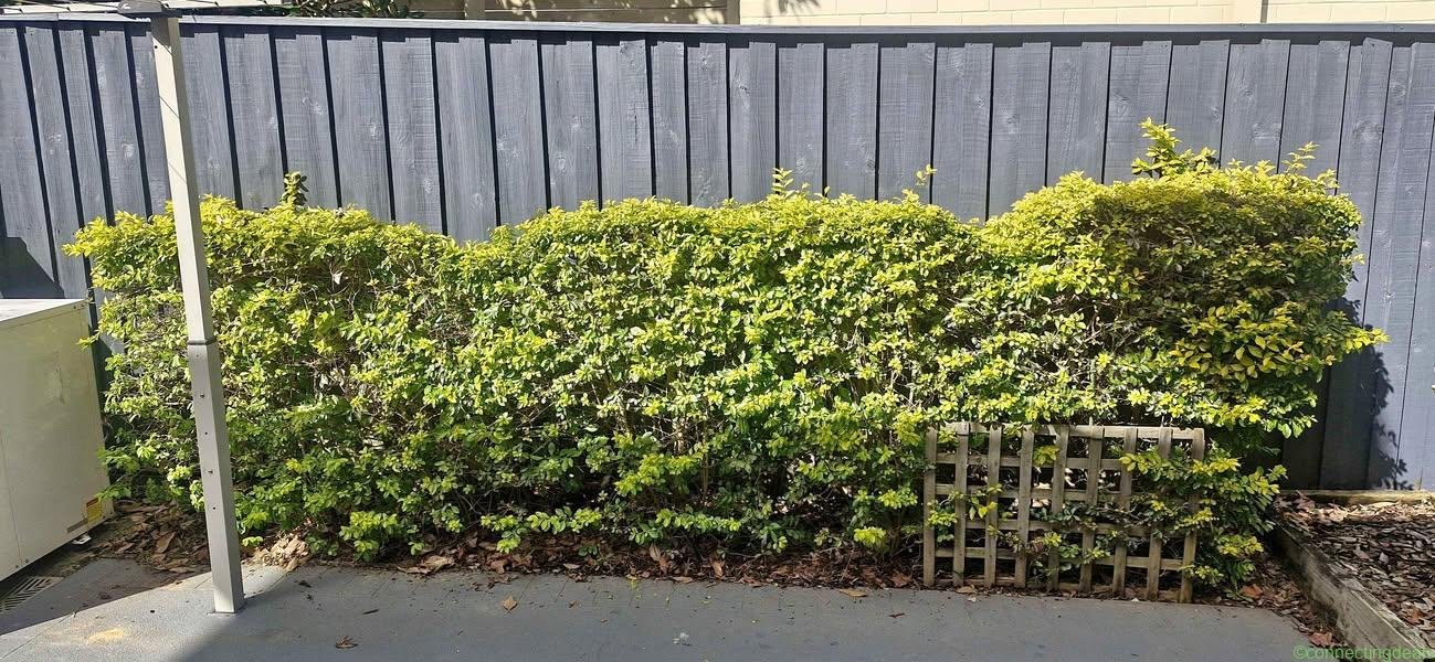Established hedges FREE