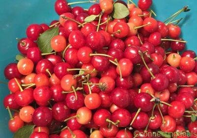 Evan Cherries 🍒 in Edmonton