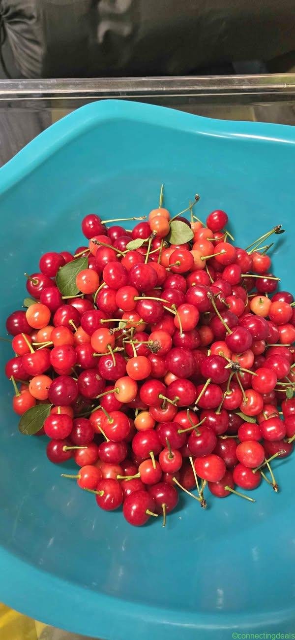 Evan Cherries 🍒