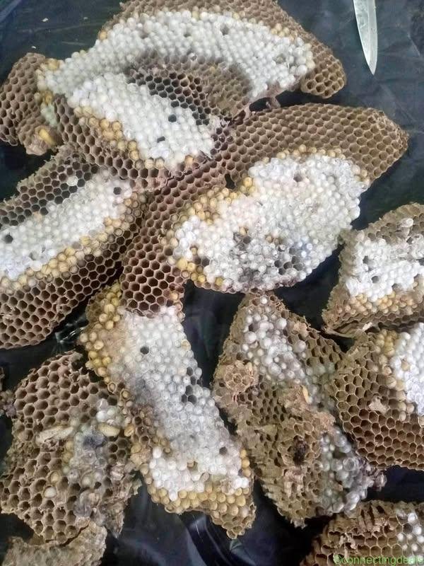 🐝🐝 ต่อตัวโตๆ🐝🐝 สดๆใหม่ๆ นึ่งพร้อมทาน
