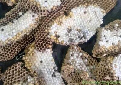 Free ad: 🐝🐝 ต่อตัวโตๆ🐝🐝 สดๆใหม่ๆ นึ่งพร้อมทาน in Chiang Mai. 🐝🐝 ต่อตัวโตๆ🐝🐝 สดๆใหม่ๆ นึ่งพร้อมทาน in Chiang Mai
